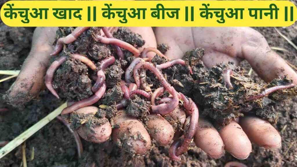 Vermi Compost Khad Business in Hindi
