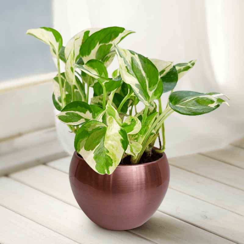 Interesting Facts About Money Plant
