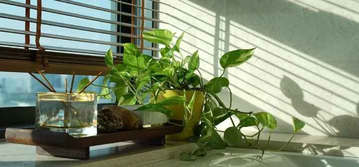 Fun Facts About Money Plant