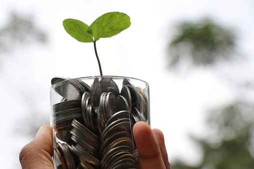 Facts About Money Plant